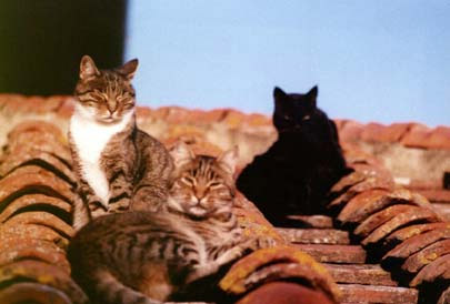 gatti