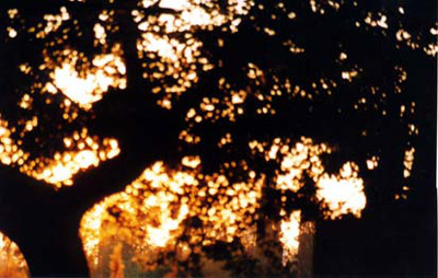 selva-incantata