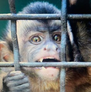 primo piano di scimmia in gabbia